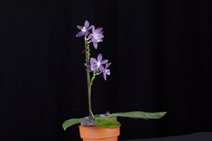 Phalaenopsis tetraspis fma. livida 'Blue Hawaii' CHM/AOS_88 pts.